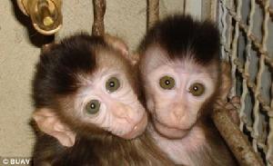 世界各地的圈養猴子生育的小猴子，將會用船送往英國各地的實驗室。
