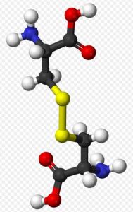 胱氨酸3D結構模型 