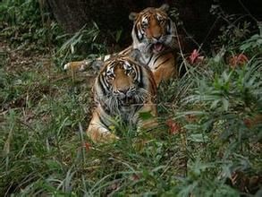 老虎腦自然保護區 老虎腦自然保護區