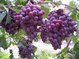 安仁葡萄 安仁葡萄