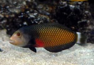 花尾美鰭魚 花尾美鰭魚