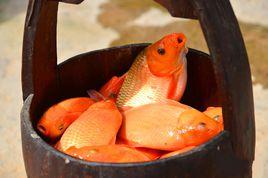 婺源荷包紅鯉 婺源荷包紅鯉