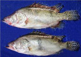 三花五羅 三花五羅