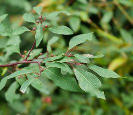 紅葉木姜子 紅葉木姜子