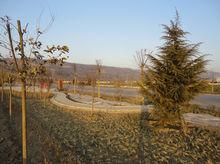 龔劉大橋北引道綠化