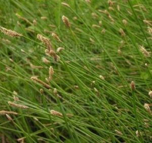 剛毛荸薺 剛毛荸薺