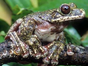 腿部有飾邊的拉布樹蛙