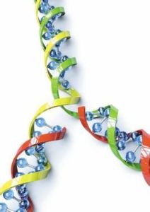 線粒體糖尿病 線粒體糖尿病