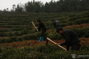 渠江皇家茶園——隆冬深耕