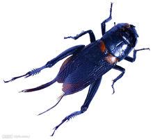 蟋蟀[蟋蟀的別稱]