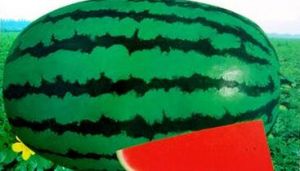 長城華寶 長城華寶