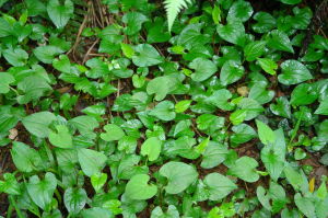 魚馬一點腫節湯