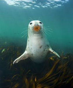 灰海豹 灰海豹