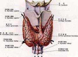 甲狀腺捫及光滑堅實的橢圓形結節 甲狀腺捫及光滑堅實的橢圓形結節