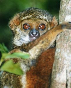 蓬毛狐猴 蓬毛狐猴