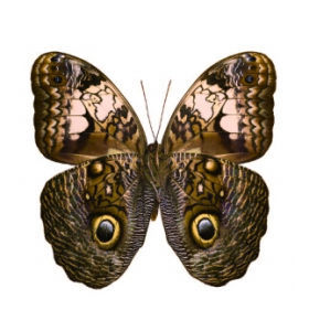 貓頭鷹蝶 貓頭鷹蝶