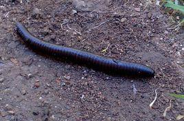 寬跗隴馬陸 寬跗隴馬陸