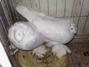 美國落地王鴿 美國落地王鴿