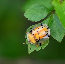 綠斑台龜甲 綠斑台龜甲