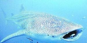 短背丹鯨口魚 短背丹鯨口魚