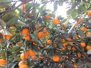 梵淨山柿 梵淨山柿