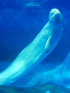 大連極地海洋館 大連極地海洋館