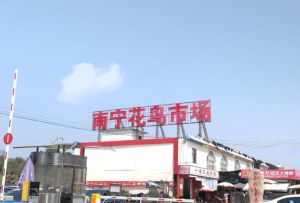 南寧花鳥市場