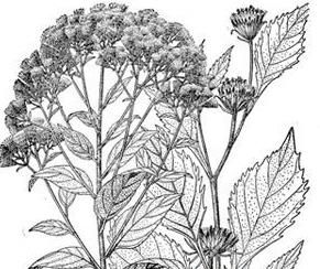 斑鳩菊大苦素 斑鳩菊大苦素