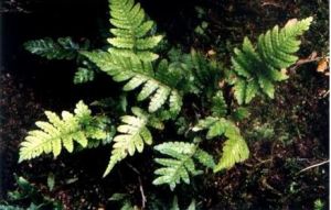 毛葉蹄蓋蕨組 毛葉蹄蓋蕨組