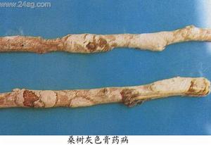 隔擔菌目 隔擔菌目