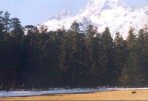 波密崗鄉靈芝雲杉林
