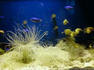 廣州動物園海洋館