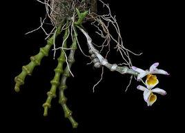 腫節石斛 腫節石斛