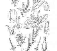 基毛光苞柳 基毛光苞柳