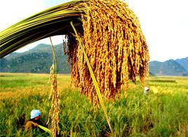 廣南八寶米 廣南八寶米