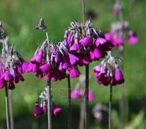 馬爾康報春 馬爾康報春