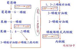 emp[糖酵解途徑]