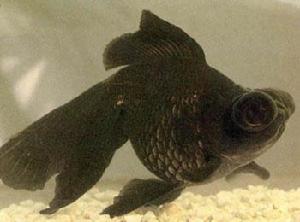 蝶尾墨龍睛 蝶尾墨龍睛