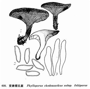 紅黃褶孔菌 紅黃褶孔菌