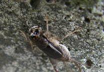 長顎斗蟋 長顎斗蟋