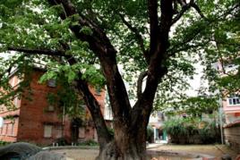 高州緬茄樹 高州緬茄樹