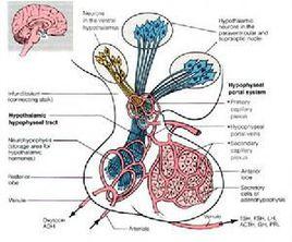 下丘腦-腺垂體-卵巢軸 下丘腦-腺垂體-卵巢軸