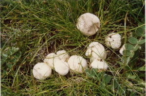 粒皮馬勃 粒皮馬勃