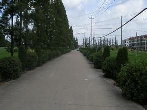 東新村街道 東新村街道