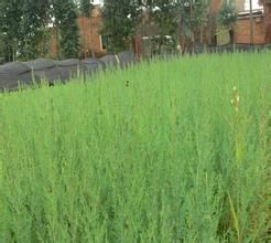 劉良自然村 劉良自然村