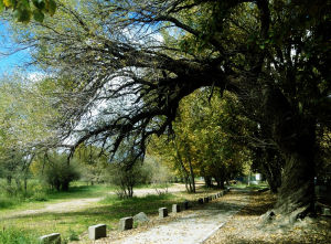 貢覺林卡內的參天古木1
