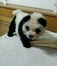 熊貓犬