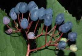 南方山荷葉 南方山荷葉