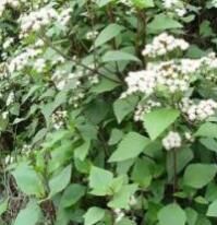 少花黃眼草 少花黃眼草