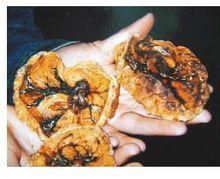 紫河車真偽鑑別